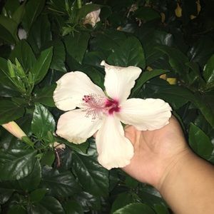 Meet your Posher, Miranda